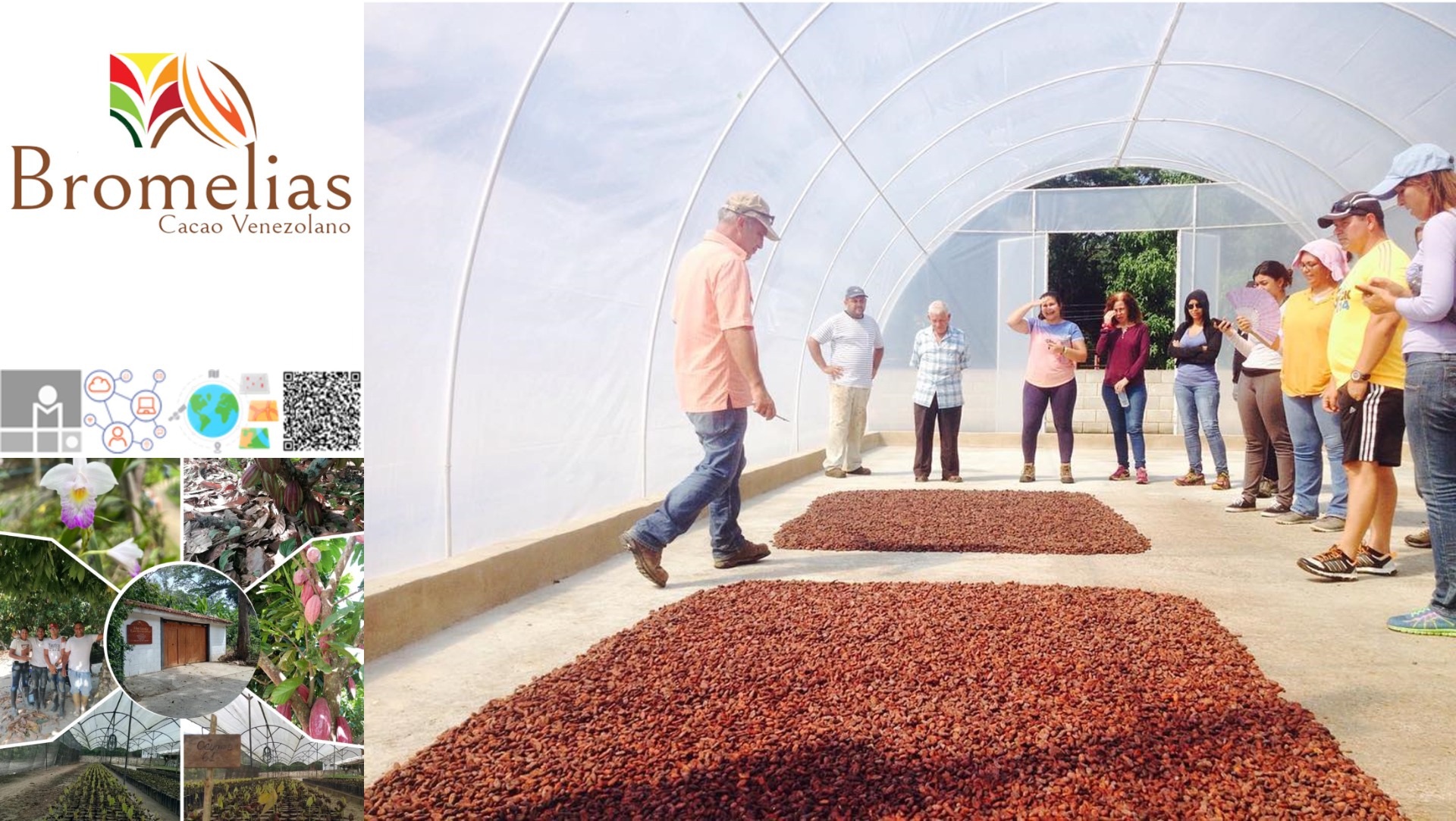 Unidad Productica Hacienda Agroturística "Las Bromelias", producción y beneficio agrícola del Cacao y elaboración de Chocolate Artesanal,Sector Santa Cruz de Las Vegas de Cumboto, Ocumare de La Costa, Municipio Costa de Oro, Estado Aragua.